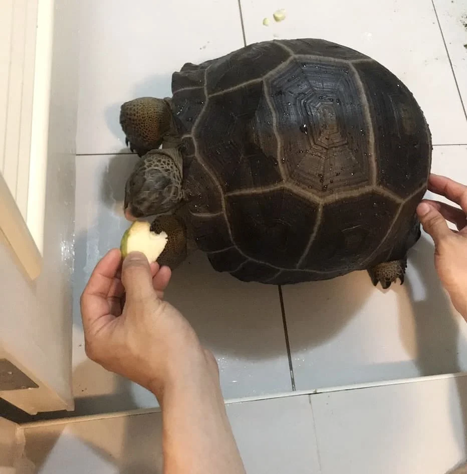 Aldabra tortoise for sale