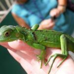 Green Iguana for sale