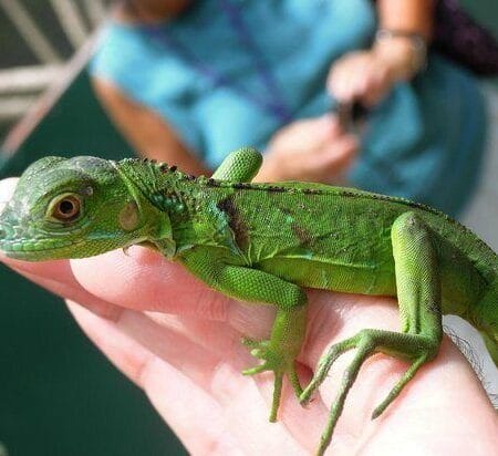 Green Iguana for sale