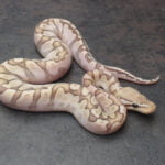 Pastel Bamboo Ball Python