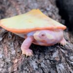 Albino Pink Belly Side Neck