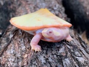 Albino Pink Belly Side Neck