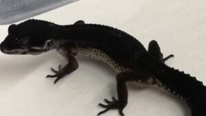 Black Night Leopard Gecko