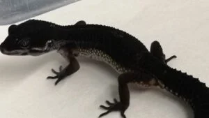 Black Night Leopard Gecko