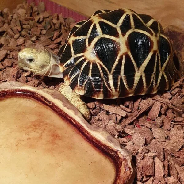 Burmese Star Tortoise for sale