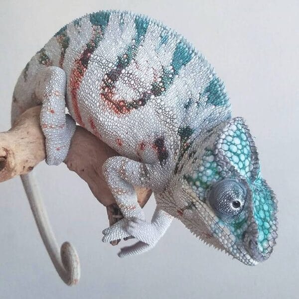 cap est panther chameleon