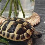 Caramel leopard tortoise
