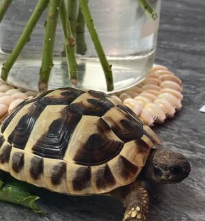 Caramel leopard tortoise