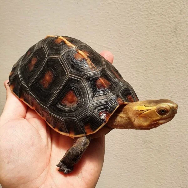 Chinese Box Turtle for sale