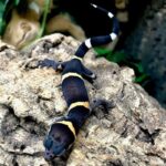 Chinese Cave Gecko