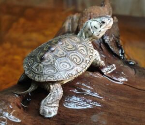 Concentric Diamondback Terrapin for sale