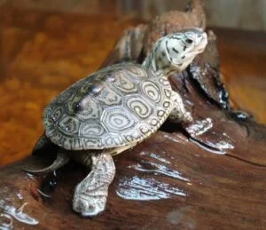 Concentric Diamondback Terrapin for sale