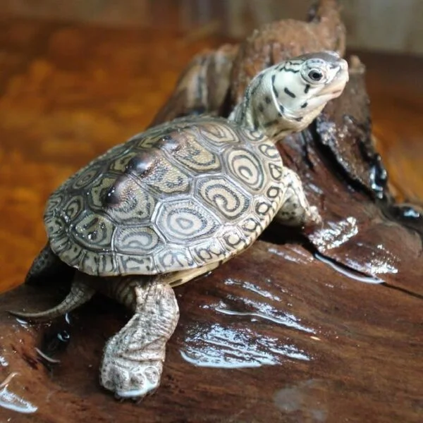 Concentric Diamondback Terrapin for sale