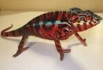 Diego Suarez Panther Chameleon for sale