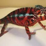 Diego Suarez Panther Chameleon for sale