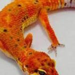 Albino Inferno Male Leopard Gecko