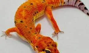 Albino Inferno Male Leopard Gecko