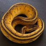 Stripe Pastel Yellow Belly ball python