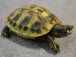 eastern hermann's tortoise for sale online