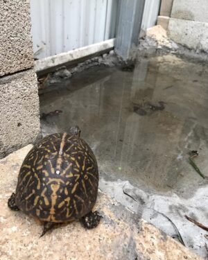 Florida Box Turtle for sale