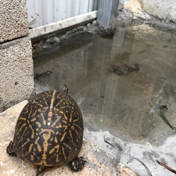 Florida Box Turtle for sale