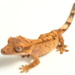 Exact Orange Blotch gargoyle gecko