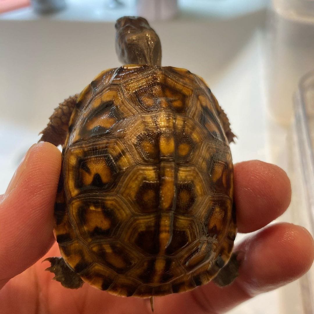 Gulf Coast Box Turtle for sale