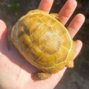 Golden Greek tortoise for sale