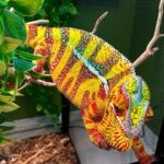 Designer Cross Panther Chameleon for sale