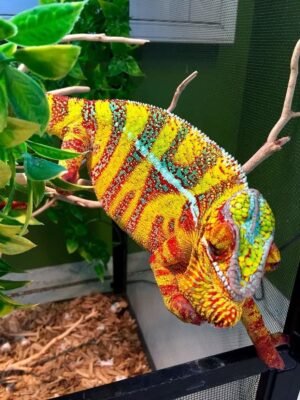 Designer Cross Panther Chameleon for sale
