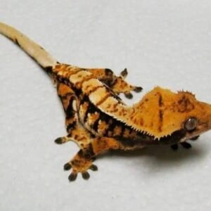 Tiger Pinstripe Crested Gecko