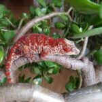2 Shades of Red super stripe white base gargoyle gecko