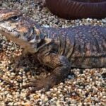 Ocellated Uromastyx