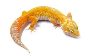 Electric Tangerine Leopard gecko ET1