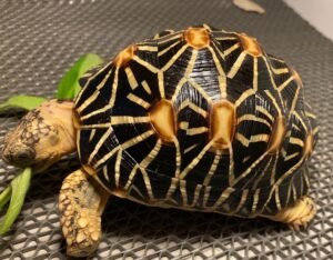 Indian Star Tortoise for sale
