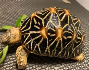 Indian Star Tortoise for sale