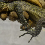 Small Mangrove Monitors