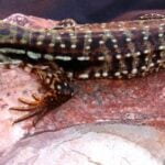 Baby Argentine Red Tegus