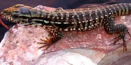 0.1 Double het Hybrid tegu - Tortoise World