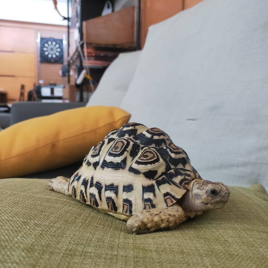 South African leopard tortoise for sale