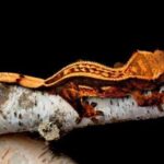 Orange Pinstripe Crested gecko