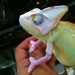 Translucent Veiled Chameleon
