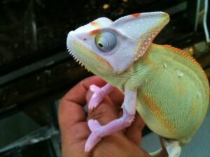 Translucent Veiled Chameleon