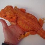 Red bearded dragon FOR SALE
