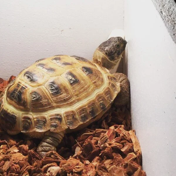 Russian tortoise for sale