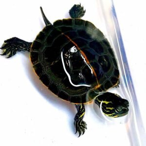 Southern Painted Turtle