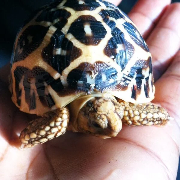 Sri Lankan Star Tortoise for sale