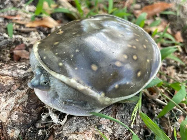 Indian Flap Shell Turtle for sale (Cyclanorbis senegalensis)