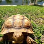 Sulcata tortoise for sale