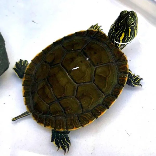 Western Painted Turtle for sale